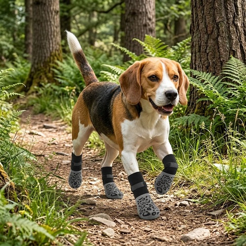 Chaussette chiens Beagle marchant sur un sentier forestier parmi les fougères