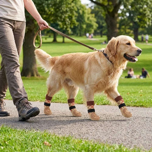 Chaussettes pour chiens beiges Golden Retriever promenade en laisse au parc