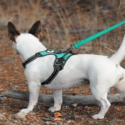 Collier Chien - DogsHarnessCollar™ - Cyan - Libre & Poilu