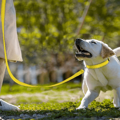 Collier Chien - DogsHarnessCollar™ - Jaune - Libre & Poilu