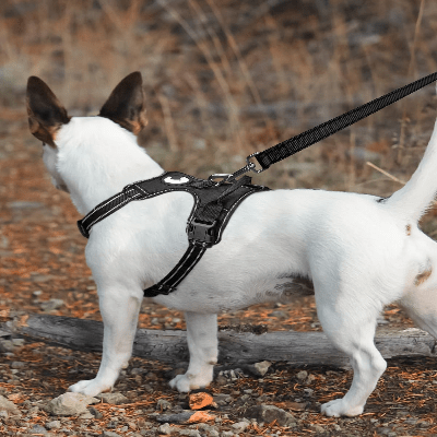 Collier Chien - DogsHarnessCollar™ - Noir - Libre & Poilu