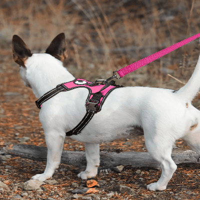 Collier Chien - DogsHarnessCollar™ - Rose - Libre & Poilu