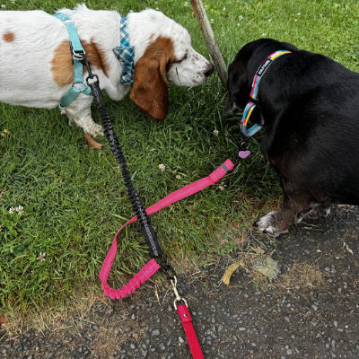 deux chiens noir et blanc tachete reniflent le gazon relies par une laisse double pour chien