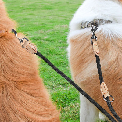 deux chiens relies a la meme laisse mains libres pour chien assis sur du gazon