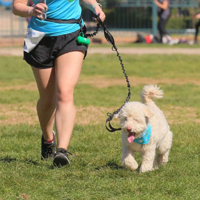 femme en tenue sportive court avec son chien blanc portant un bandana bleu attache a une laisse canicross