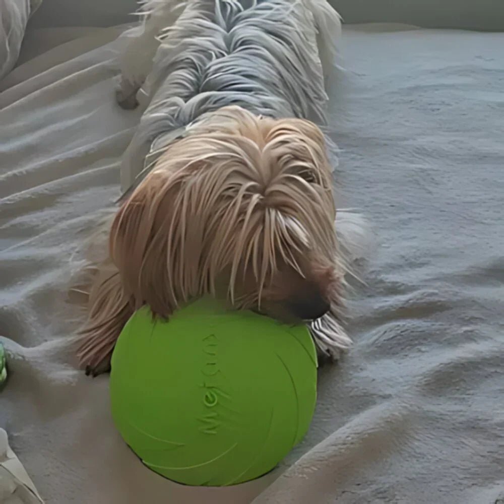 Frisbee pour Chien - FlyDog™ - Vert - Libre & Poilu