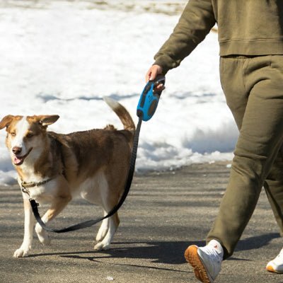 homme en jogging se promenant avec son chien attache a une laisse pour chien enrouleur entoures de neige hivernale