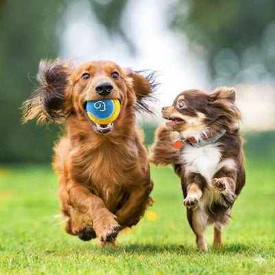 lanceurs de balles pour chien teckel chihuahua balle parc course