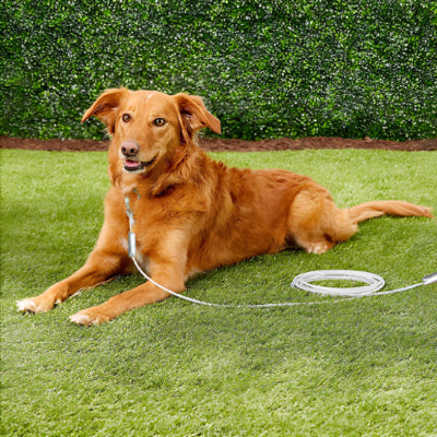 longe chien cable promenade jardin exterieur blanc attache chien roux