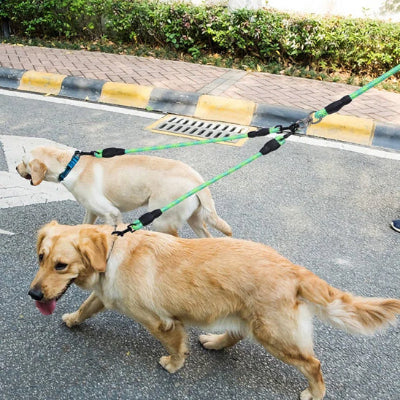 marchant cote a cote sur un chemin pave les deux chiens sont tenus par double laisse chien verte