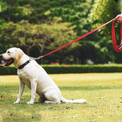 sur le gazon un chien blanc assis calmement attache a une laisse de chien rouge
