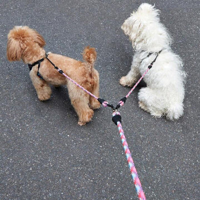 sur un chemin pave deux petits chiens marchent calmement attaches a une double laisse chien verte