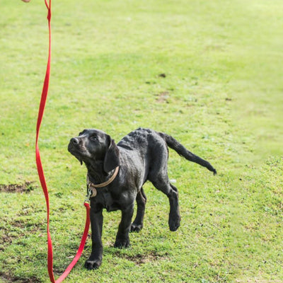un chien noir attentif debout sur le gazon attache a une laisse de chien rouge