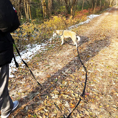 une femme se balade en foret avec son chien attache a une laisse de chien noire