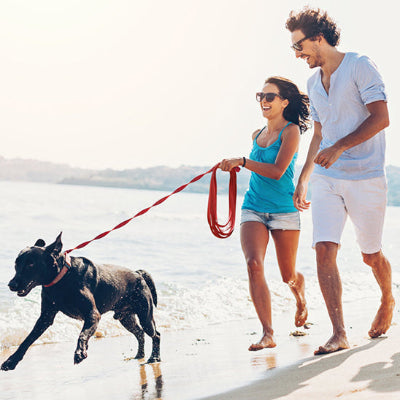 balade en couple sur la plage leur chien court attache a une laisse de chien