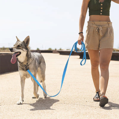balade paisible d une femme en short avec son chien tenu par une laisse pour chiens