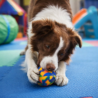 Balle chien EVA Border Collie agility mordant sol mousse multicolore