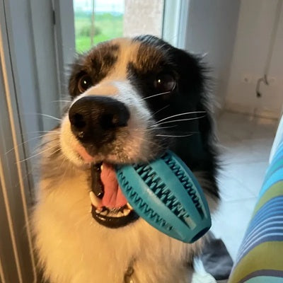 Balle pour chien indestructible bleue Border Collie gueule intérieur jouet dentaire