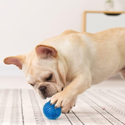 balle pour chien spike bleue bulldog joue sol intérieur