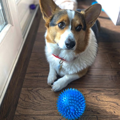 balle pour chien spike bleue corgi couché parquet intérieur