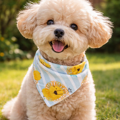 Bandana pour chien caniche motif lion rayures bleu jardin été