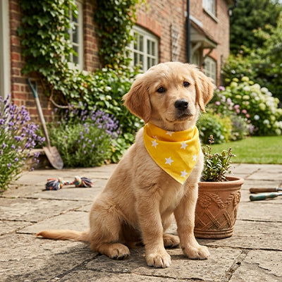 Bandana pour chien chiot Golden Retriever jaune étoiles jardin anglais