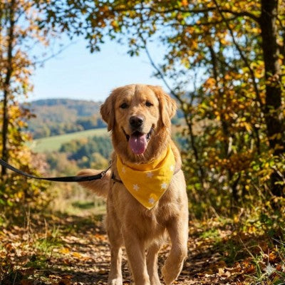 Bandana pour chien Golden Retriever balade automne forêt laisse