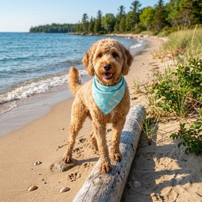 Bandana pour chien Labradoodle plage lac bois flotté turquoise