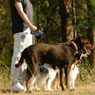 berger australien explorant foret automne avec sa laisse chien enrouleur premium