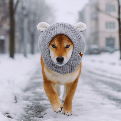 bonnet pour chien gris shiba inu neige hiver ville tricot