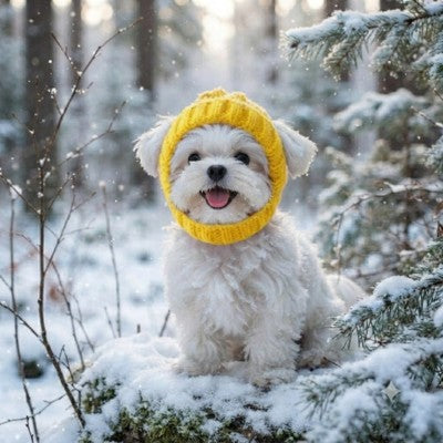bonnet pour chien jaune petit chien blanc forêt enneigée
