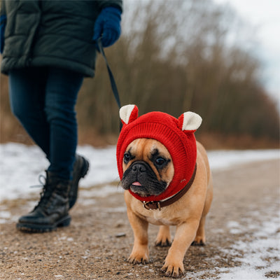 bonnet pour chien rouge bouledogue français hiver neige promenade