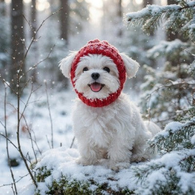 bonnet pour chien rouge chien blanc forêt sapins neige hiver