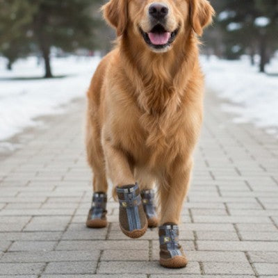 Bottes chien Golden Retriever trot allée hiver neige souriant