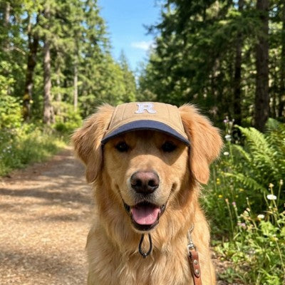 casquette chien golden retriever kaki bleu foret randonnee ete