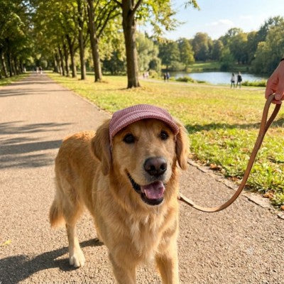 Casquette chien Golden Retriever laisse parc promenade été allée arbres