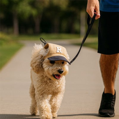 casquette chien kaki bleu caniche laisse promenade parc soleil