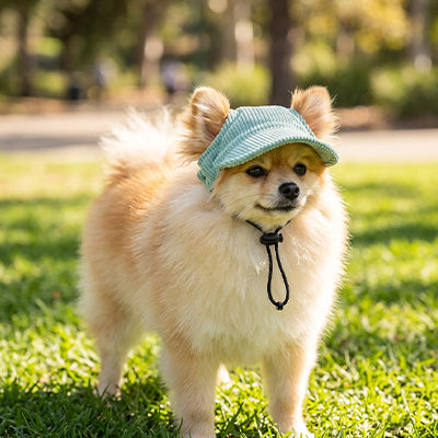 Casquette chien spitz nain pelouse parc vert été extérieur