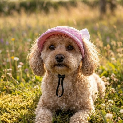 Casquette pour chien Caniche rose prairie