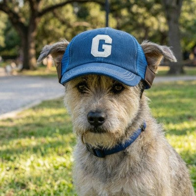 casquette pour chien terrier bleue lettre G parc gazon portrait