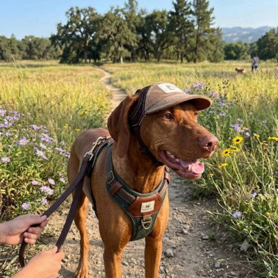 casquette pour chien vizsla balade nature champ fleuri soleil