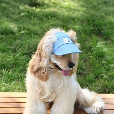 casquette pour chiens visière bleue golden retriever extérieur