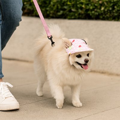 casquette pour chiens visière rose motifs spitz promenade