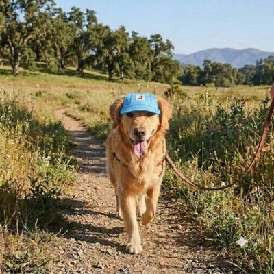casquettes pour chiens bleue golden retriever randonnée sentier montagne