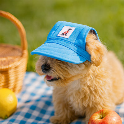 casquettes pour chiens bleue petit chien pique-nique jardin été