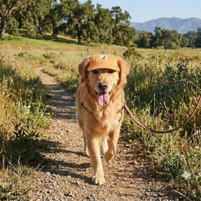 casquettes pour chiens orange golden retriever sentier nature plein air