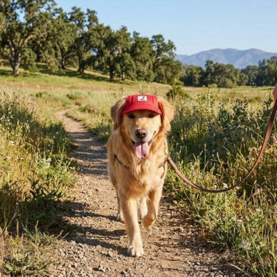casquettes pour chiens rouge golden retriever sentier ensoleillé plein air