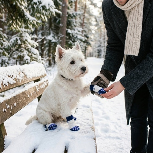 Chaussette chien bleue blanche habillage sur banc enneigé en forêt