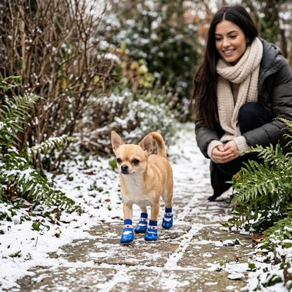 Chaussettes chiens neige bleues Chihuahua avec maîtresse sur chemin de jardin
