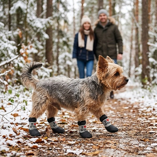 Chaussettes chiens neige noires Yorkshire Terrier en promenade dans forêt enneigée